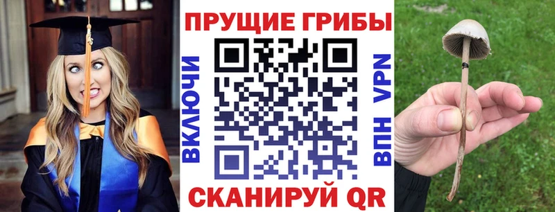 Галлюциногенные грибы Psilocybe Гусиноозёрск